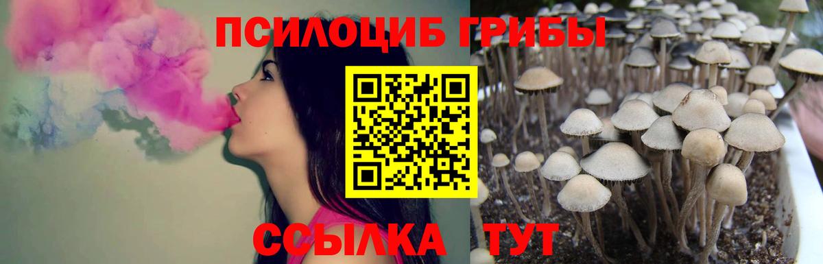 Галлюциногенные грибы Cubensis  Вход с VPN  Людиново 